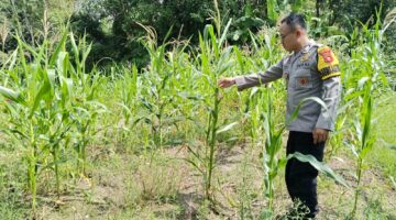 Bhabinkamtibmas Polsek Buay Madang Timur, Brigadir Tedy Heryadi, memeriksa kondisi tanaman jagung hibrida yang telah memasuki usia 90 hari di Desa Kedung Rejo, OKU Timur. 