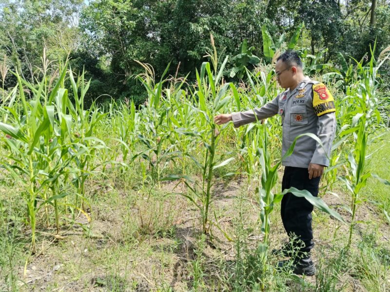 Bhabinkamtibmas Polsek Buay Madang Timur, Brigadir Tedy Heryadi, memeriksa kondisi tanaman jagung hibrida yang telah memasuki usia 90 hari di Desa Kedung Rejo, OKU Timur. 