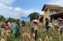 Kapolsek Buay Madang Timur Iptu Swisspo, (tengah, memakai caping) bersama perangkat desa dan kelompok tani memetik jagung saat Panen Raya Jagung Serentak Kuartal II di Desa Tambak Boyo, Buay Madang Timur, OKU Timur. 