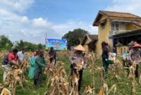 Kapolsek Buay Madang Timur Iptu Swisspo, (tengah, memakai caping) bersama perangkat desa dan kelompok tani memetik jagung saat Panen Raya Jagung Serentak Kuartal II di Desa Tambak Boyo, Buay Madang Timur, OKU Timur. 