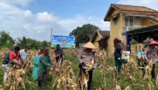 Kapolsek Buay Madang Timur Iptu Swisspo, (tengah, memakai caping) bersama perangkat desa dan kelompok tani memetik jagung saat Panen Raya Jagung Serentak Kuartal II di Desa Tambak Boyo, Buay Madang Timur, OKU Timur. 