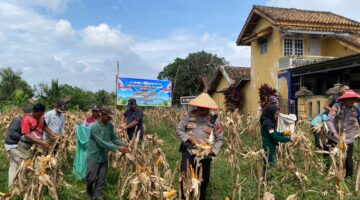 Kapolsek Buay Madang Timur Iptu Swisspo, (tengah, memakai caping) bersama perangkat desa dan kelompok tani memetik jagung saat Panen Raya Jagung Serentak Kuartal II di Desa Tambak Boyo, Buay Madang Timur, OKU Timur. 