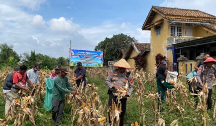 Kapolsek Buay Madang Timur Iptu Swisspo, (tengah, memakai caping) bersama perangkat desa dan kelompok tani memetik jagung saat Panen Raya Jagung Serentak Kuartal II di Desa Tambak Boyo, Buay Madang Timur, OKU Timur.