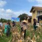 Kapolsek Buay Madang Timur Iptu Swisspo, (tengah, memakai caping) bersama perangkat desa dan kelompok tani memetik jagung saat Panen Raya Jagung Serentak Kuartal II di Desa Tambak Boyo, Buay Madang Timur, OKU Timur. 