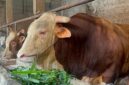 Arjuna, sapi jenis simental bobot 1,18 ton yang dipilih oleh Presiden RI untuk wilayah Sumsel yang berlokasi di Jalan TPA Sukawinatan, Senin (18/5/2026). Foto: Tia