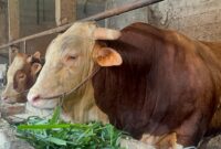 Arjuna, sapi jenis simental bobot 1,18 ton yang dipilih oleh Presiden RI untuk wilayah Sumsel yang berlokasi di Jalan TPA Sukawinatan, Senin (18/5/2026). Foto: Tia