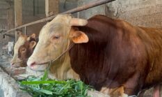 Prabowo Alokasikan 18 Sapi Kurban untuk di Sumsel