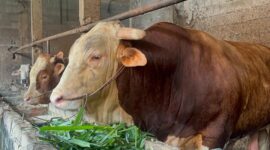 Arjuna, sapi jenis simental bobot 1,18 ton yang dipilih oleh Presiden RI untuk wilayah Sumsel yang berlokasi di Jalan TPA Sukawinatan, Senin (18/5/2026). Foto: Tia