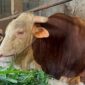 Arjuna, sapi jenis simental bobot 1,18 ton yang dipilih oleh Presiden RI untuk wilayah Sumsel yang berlokasi di Jalan TPA Sukawinatan, Senin (18/5/2026). Foto: Tia