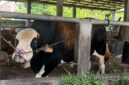 “Panda” sapi kurban Presiden RI untuk disalurkan di Mushola Nurul Huda Palembang. Foto: Tia