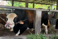 “Panda” sapi kurban Presiden RI untuk disalurkan di Mushola Nurul Huda Palembang. Foto: Tia