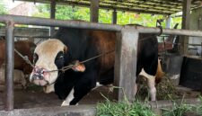 “Panda” sapi kurban Presiden RI untuk disalurkan di Mushola Nurul Huda Palembang. Foto: Tia