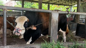 “Panda” sapi kurban Presiden RI untuk disalurkan di Mushola Nurul Huda Palembang. Foto: Tia