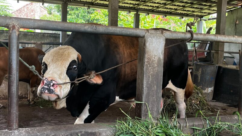 “Panda” sapi kurban Presiden RI untuk disalurkan di Mushola Nurul Huda Palembang. Foto: Tia