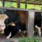 “Panda” sapi kurban Presiden RI untuk disalurkan di Mushola Nurul Huda Palembang. Foto: Tia