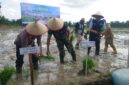 Bupati OKU Timur Lanosin (dua dari kanan), Dandim 0403/OKU Letkol Arh Yusuf Winarno (tengah), dan Kapolsek Buay Madang Timur Iptu Swisspo (kiri), menanam bibit padi bersama pada acara Pencanangan Gerakan Tanam (Gertam) di Desa Srikaton, Kecamatan Buay Madang Timur, Kabupaten OKU Timur. 