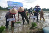 Bupati OKU Timur Lanosin (dua dari kanan), Dandim 0403/OKU Letkol Arh Yusuf Winarno (tengah), dan Kapolsek Buay Madang Timur Iptu Swisspo (kiri), menanam bibit padi bersama pada acara Pencanangan Gerakan Tanam (Gertam) di Desa Srikaton, Kecamatan Buay Madang Timur, Kabupaten OKU Timur. 