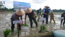 Bupati OKU Timur Lanosin (dua dari kanan), Dandim 0403/OKU Letkol Arh Yusuf Winarno (tengah), dan Kapolsek Buay Madang Timur Iptu Swisspo (kiri), menanam bibit padi bersama pada acara Pencanangan Gerakan Tanam (Gertam) di Desa Srikaton, Kecamatan Buay Madang Timur, Kabupaten OKU Timur. 