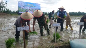 Bupati OKU Timur Lanosin (dua dari kanan), Dandim 0403/OKU Letkol Arh Yusuf Winarno (tengah), dan Kapolsek Buay Madang Timur Iptu Swisspo (kiri), menanam bibit padi bersama pada acara Pencanangan Gerakan Tanam (Gertam) di Desa Srikaton, Kecamatan Buay Madang Timur, Kabupaten OKU Timur. 