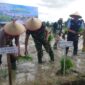 Bupati OKU Timur Lanosin (dua dari kanan), Dandim 0403/OKU Letkol Arh Yusuf Winarno (tengah), dan Kapolsek Buay Madang Timur Iptu Swisspo (kiri), menanam bibit padi bersama pada acara Pencanangan Gerakan Tanam (Gertam) di Desa Srikaton, Kecamatan Buay Madang Timur, Kabupaten OKU Timur. 