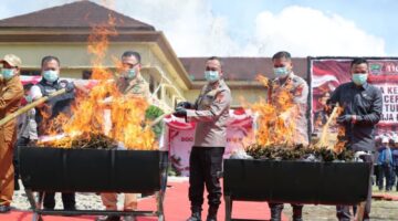 Kapolda Sumsel memimpin langsung pemusnahan 200 kg ganda di Satresnarkoba Polres Empat Lawang. Foto: dokumen polisi.