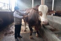 fhoto (istimewa) : penampakan sapi qurban dari presiden ri prabowo subianto untuk masyarakat pagar alam