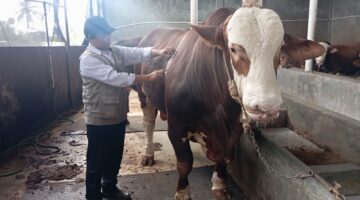 fhoto (istimewa) : penampakan sapi qurban dari presiden ri prabowo subianto untuk masyarakat pagar alam