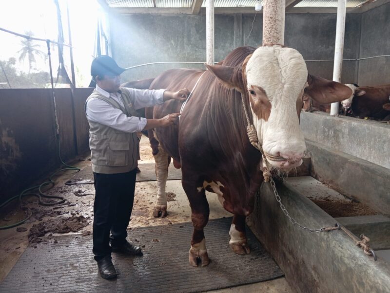 fhoto (istimewa) : penampakan sapi qurban dari presiden ri prabowo subianto untuk masyarakat pagar alam