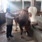 fhoto (istimewa) : penampakan sapi qurban dari presiden ri prabowo subianto untuk masyarakat pagar alam