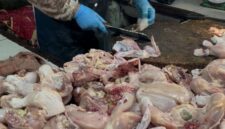 Ayam yang dijual pedagang di Pasar KM 5 Palembang. Foto: Tia