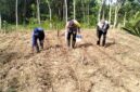 Anggota Bhabinkamtibmas Polsek Buay Madang Timur Bripka Nur Holik (tengah) bersama warga menanam benih jagung hibrida saat peluncuran program 