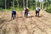 Anggota Bhabinkamtibmas Polsek Buay Madang Timur Bripka Nur Holik (tengah) bersama warga menanam benih jagung hibrida saat peluncuran program "1 Desa 1 Hektar" Kuartal II Tahun 2026 di Desa Gumuk Rejo, Kecamatan Buay Madang Timur, Kabupaten OKU Timur. 