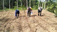 Anggota Bhabinkamtibmas Polsek Buay Madang Timur Bripka Nur Holik (tengah) bersama warga menanam benih jagung hibrida saat peluncuran program