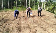 Dukung Ketahanan Pangan Nasional, Polsek Buay Madang Timur Gerakan Program Tanam Jagung ‘1 Desa 1 Hektar’