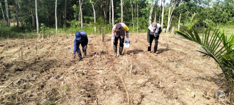 Anggota Bhabinkamtibmas Polsek Buay Madang Timur Bripka Nur Holik (tengah) bersama warga menanam benih jagung hibrida saat peluncuran program 