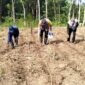 Anggota Bhabinkamtibmas Polsek Buay Madang Timur Bripka Nur Holik (tengah) bersama warga menanam benih jagung hibrida saat peluncuran program 
