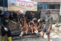 Warga Sidokaton Plaju Palembang, Gunakan Alat Perebah saat Penyembelihan Hewan Qurban