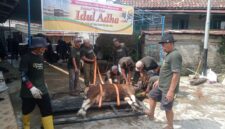 Warga Sidokaton Plaju Palembang, Gunakan Alat Perebah saat Penyembelihan Hewan Qurban