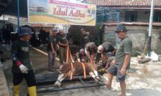 Warga Sidokaton Plaju Palembang, Gunakan Alat Perebah saat Penyembelihan Hewan Qurban