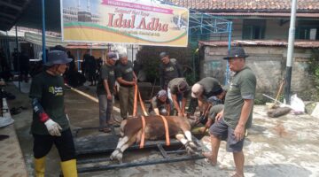 Warga Sidokaton Plaju Palembang, Gunakan Alat Perebah saat Penyembelihan Hewan Qurban