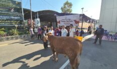Kejari Palembang Sembelih 7 Sapi dan 2 Kambing, Ratusan Warga Terima Daging Kurban