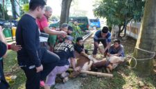 Kejati Sumsel menyalurkan 1.000 paket daging kurban kepada masyarakat, panti asuhan, pegawai dan PPNPN dalam rangka Hari Raya Idul Adha 1447 H, Kamis (28/5/2026).