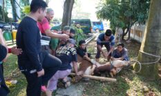 Kejati Sumsel Bagikan 1.000 Paket Daging Kurban untuk Masyarakat di Momentum Idul Adha 1447 H