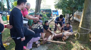 Kejati Sumsel menyalurkan 1.000 paket daging kurban kepada masyarakat, panti asuhan, pegawai dan PPNPN dalam rangka Hari Raya Idul Adha 1447 H, Kamis (28/5/2026).