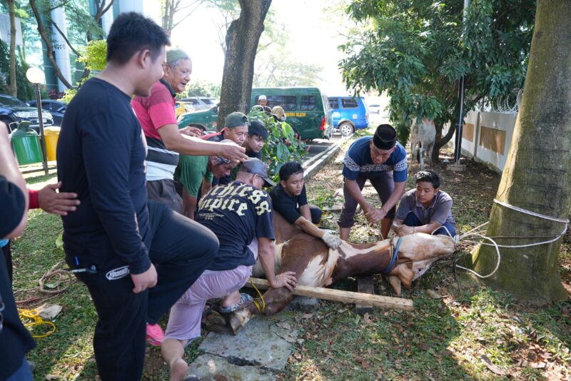 Kejati Sumsel menyalurkan 1.000 paket daging kurban kepada masyarakat, panti asuhan, pegawai dan PPNPN dalam rangka Hari Raya Idul Adha 1447 H, Kamis (28/5/2026).