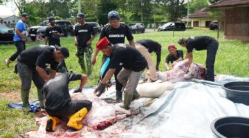 Pertamina Patra Niaga Regional Sumbagsel Salurkan 56 Sapi dan 29 Kambing pada Iduladha 1447 H