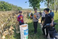 Kapolsek Buay Madang Timur Iptu Swisspo (tengah) bersama petani setempat menunjukkan hasil panen jagung hibrida kuartal II di Desa Kedung Rejo, Kecamatan Buay Madang Timur, Kabupaten OKU Timur. 