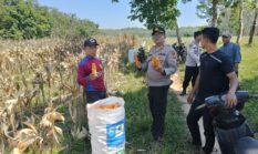 Dukung Ketahanan Pangan, Polsek Buay Madang Timur Dampingi Warga Panen Jagung