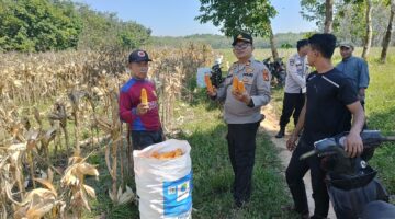 Kapolsek Buay Madang Timur Iptu Swisspo (tengah) bersama petani setempat menunjukkan hasil panen jagung hibrida kuartal II di Desa Kedung Rejo, Kecamatan Buay Madang Timur, Kabupaten OKU Timur. 
