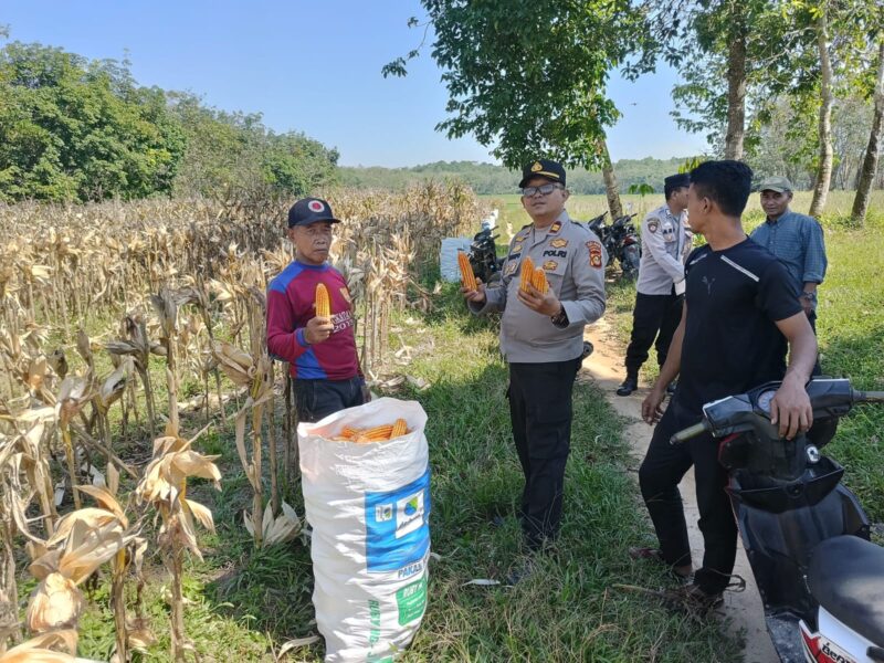 Kapolsek Buay Madang Timur Iptu Swisspo (tengah) bersama petani setempat menunjukkan hasil panen jagung hibrida kuartal II di Desa Kedung Rejo, Kecamatan Buay Madang Timur, Kabupaten OKU Timur. 